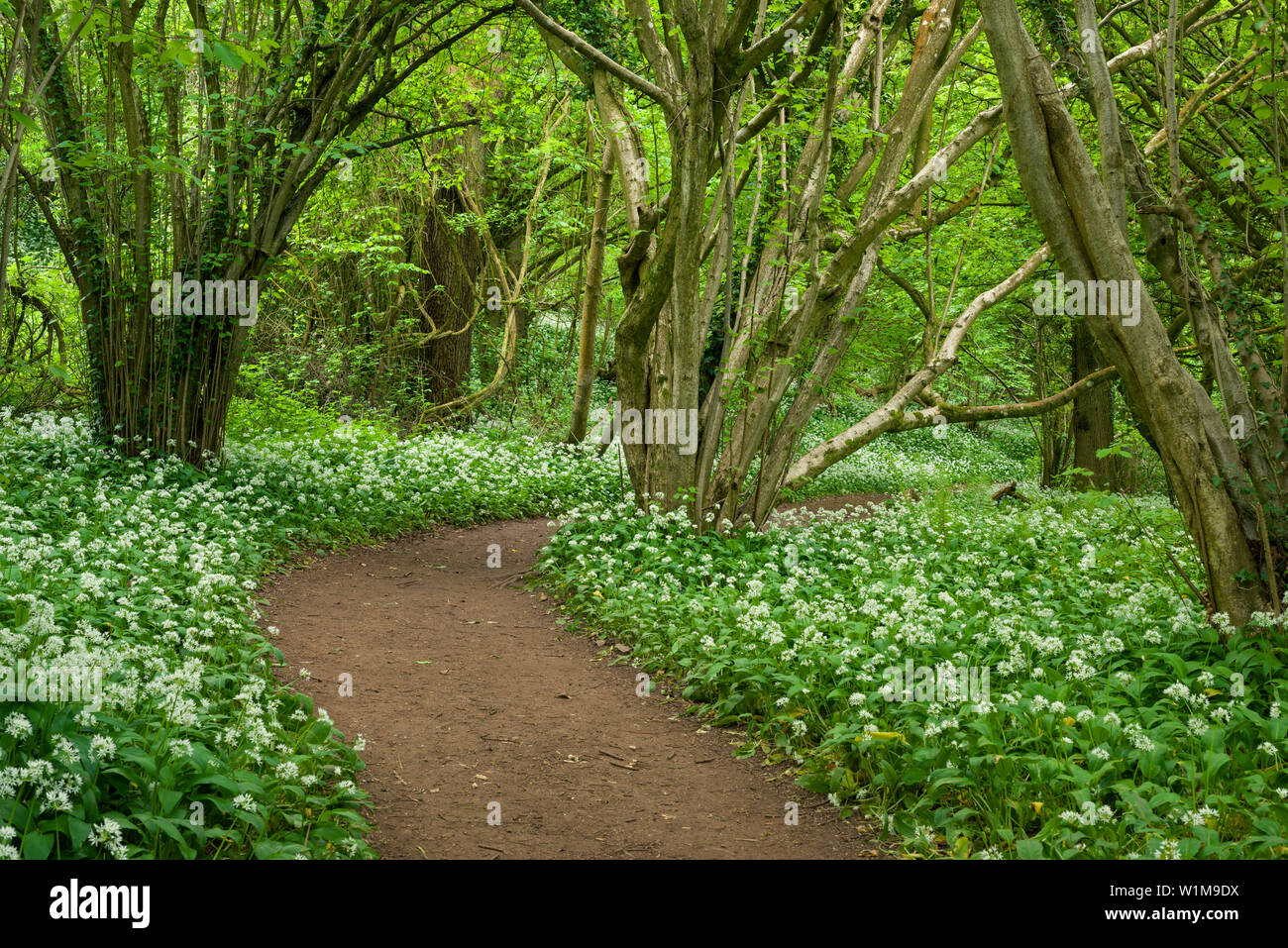 Percorso attraverso aglio selvatico, o Ramsons (Allium ursinum) nella prima il legno vicino a Portbury in North Somerset, Inghilterra. Foto Stock