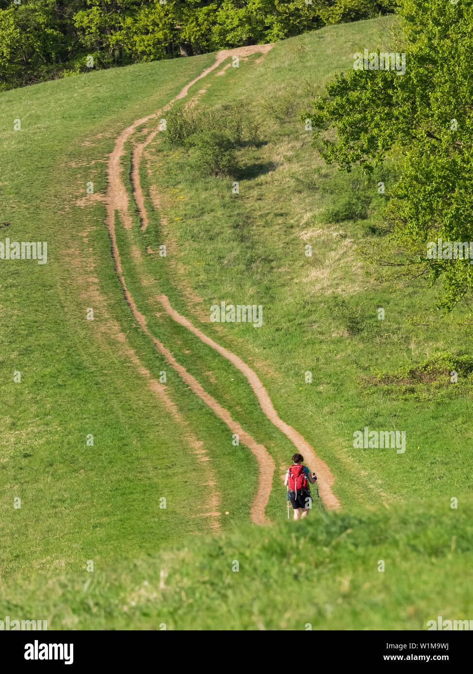 Donna trekking sul Sentiero attraverso prati vicino Mondhalde, 'Baden Württemberg", Germania Foto Stock
