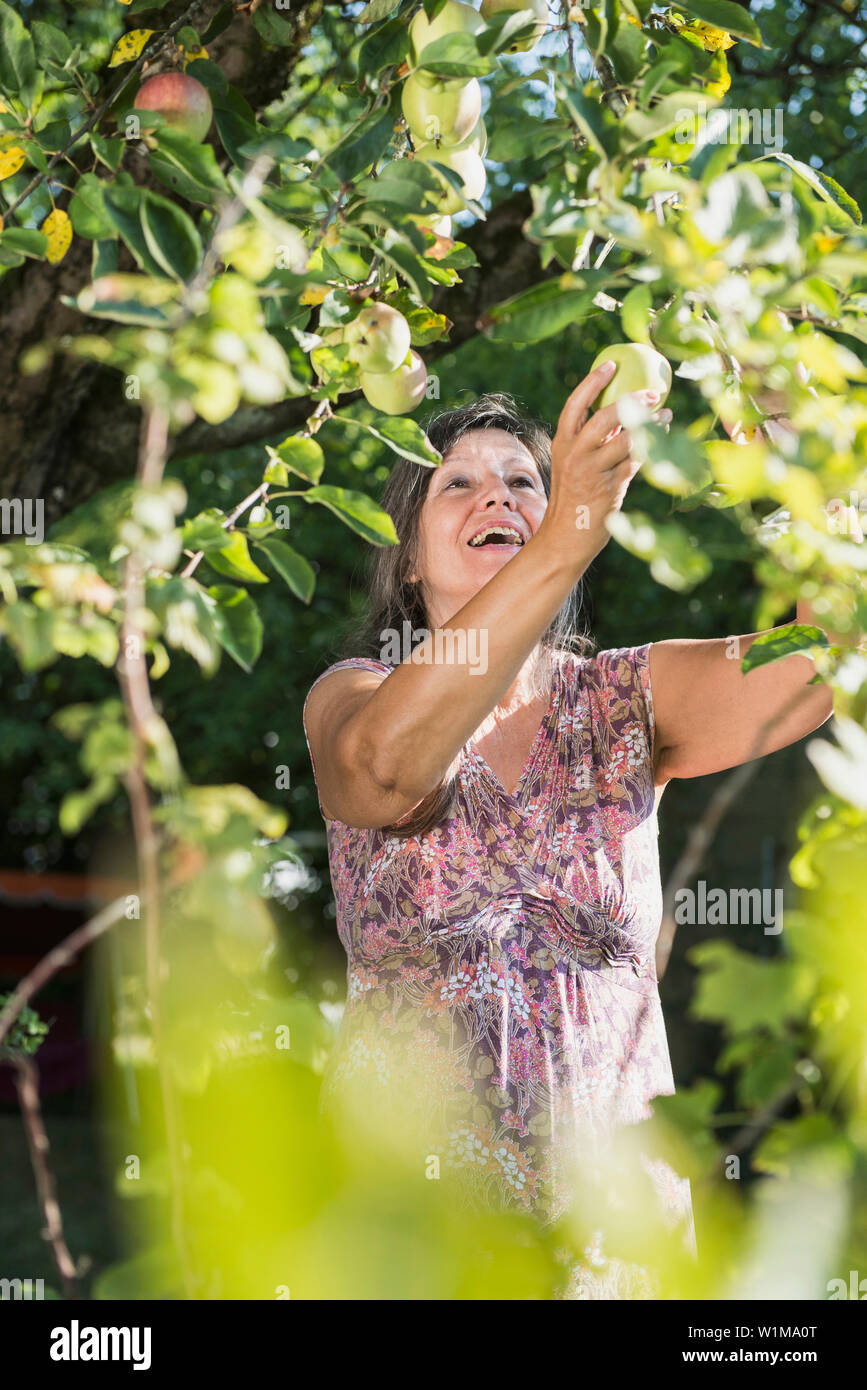 Senior donna la raccolta di mela verde, Altötting in Baviera, Germania Foto Stock