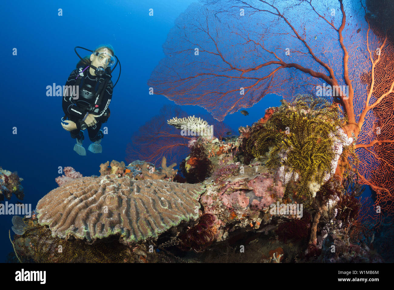 Scuba Diver sulla barriera corallina, isole Russell, Isole Salomone Foto Stock