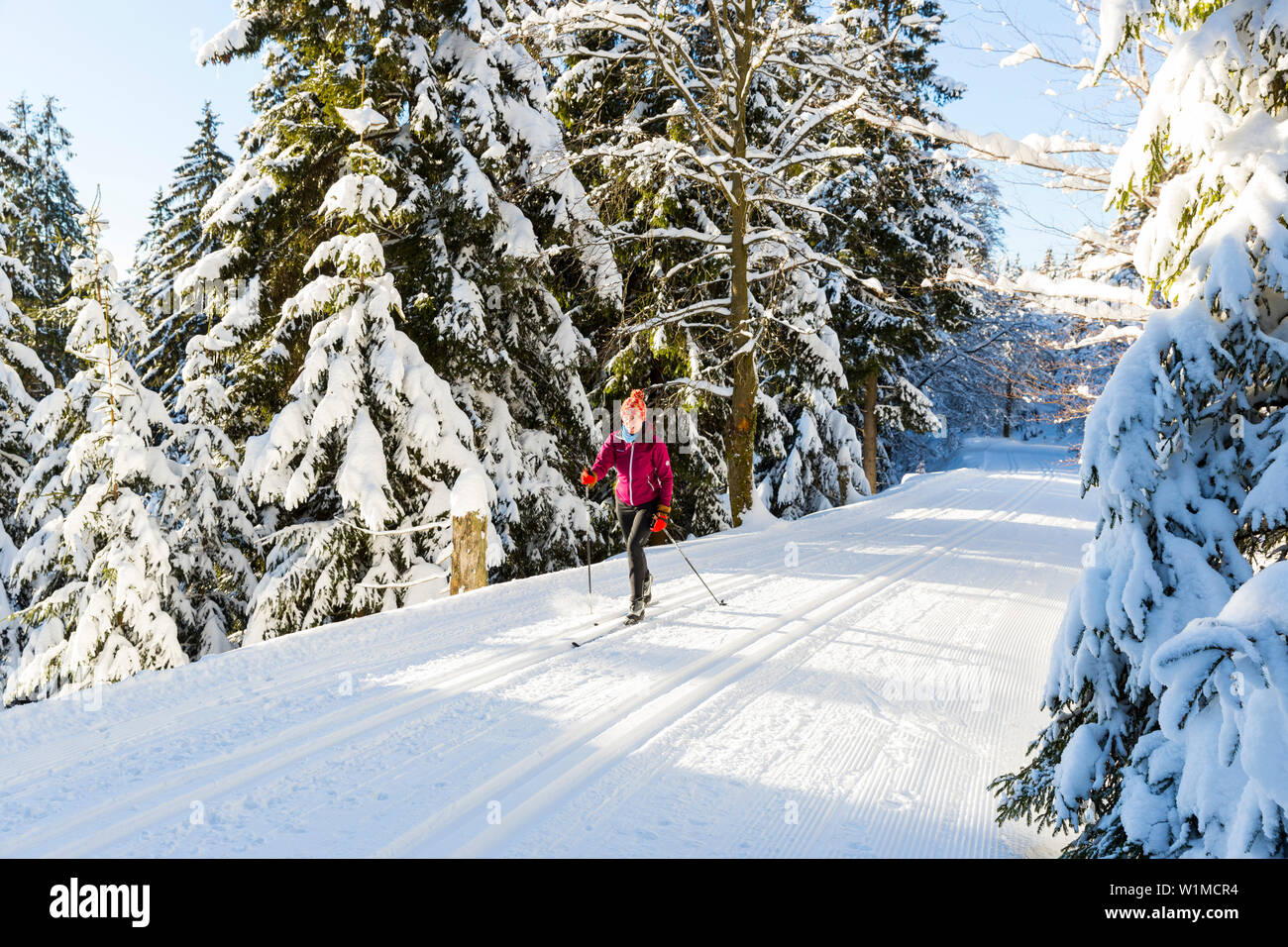 Sci femminile nella foresta di inverno, sci di fondo in un paesaggio invernale, abeti coperti di neve, montagne Harz, Signor, Sankt Andreasberg, inferiore Foto Stock