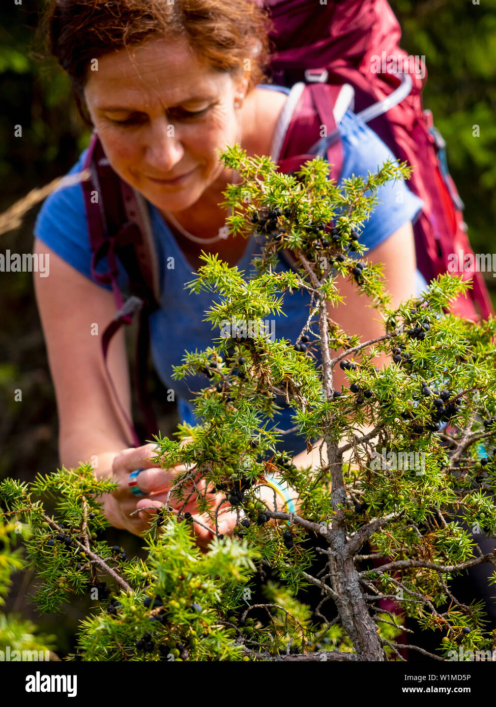 Donne escursionista raccolta di bacche di ginepro in prato al Col du Hilsenfirst, Francia Foto Stock