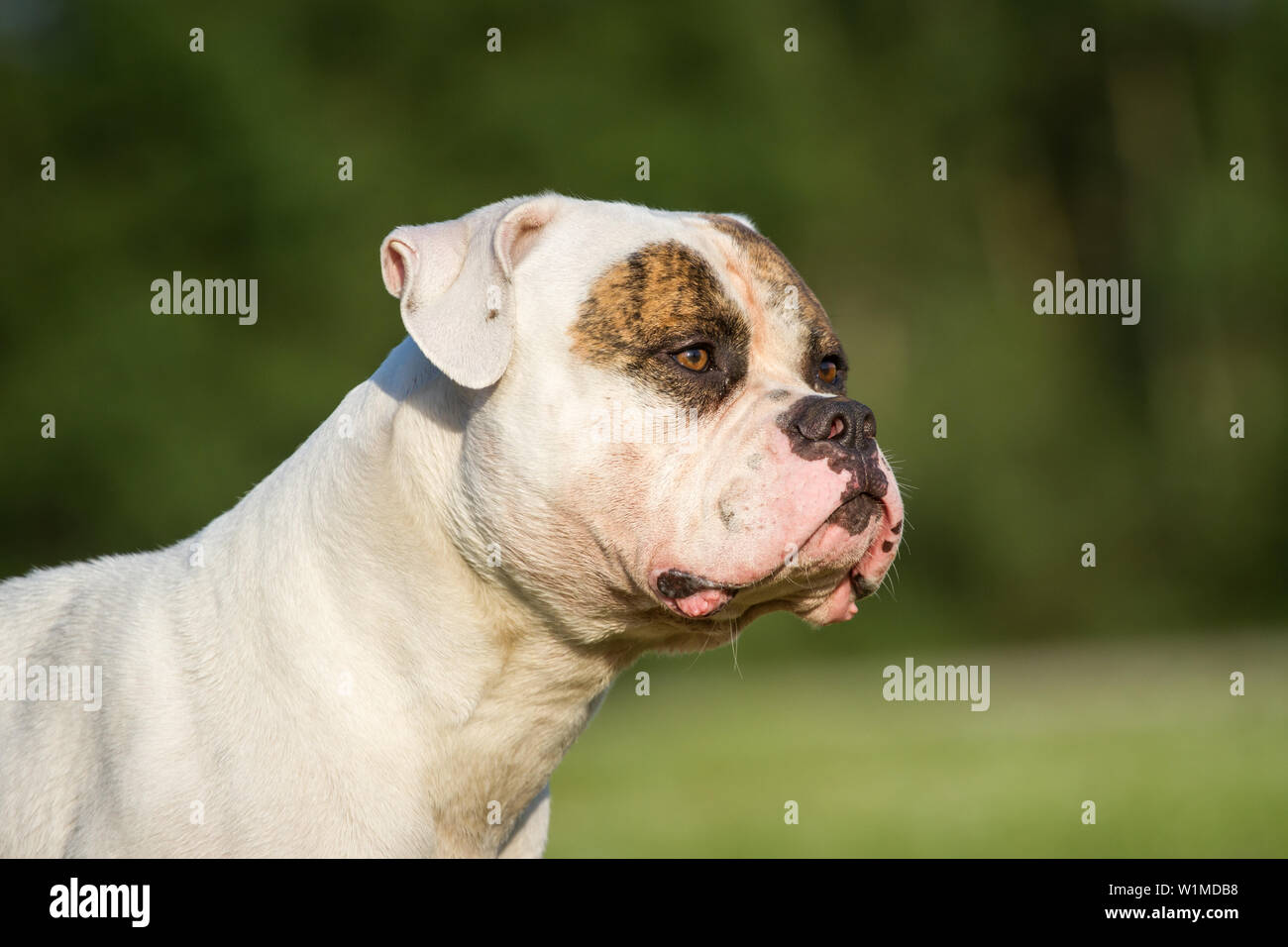 Ritratto di testa di un forte American Bulldog cane maschio Foto Stock