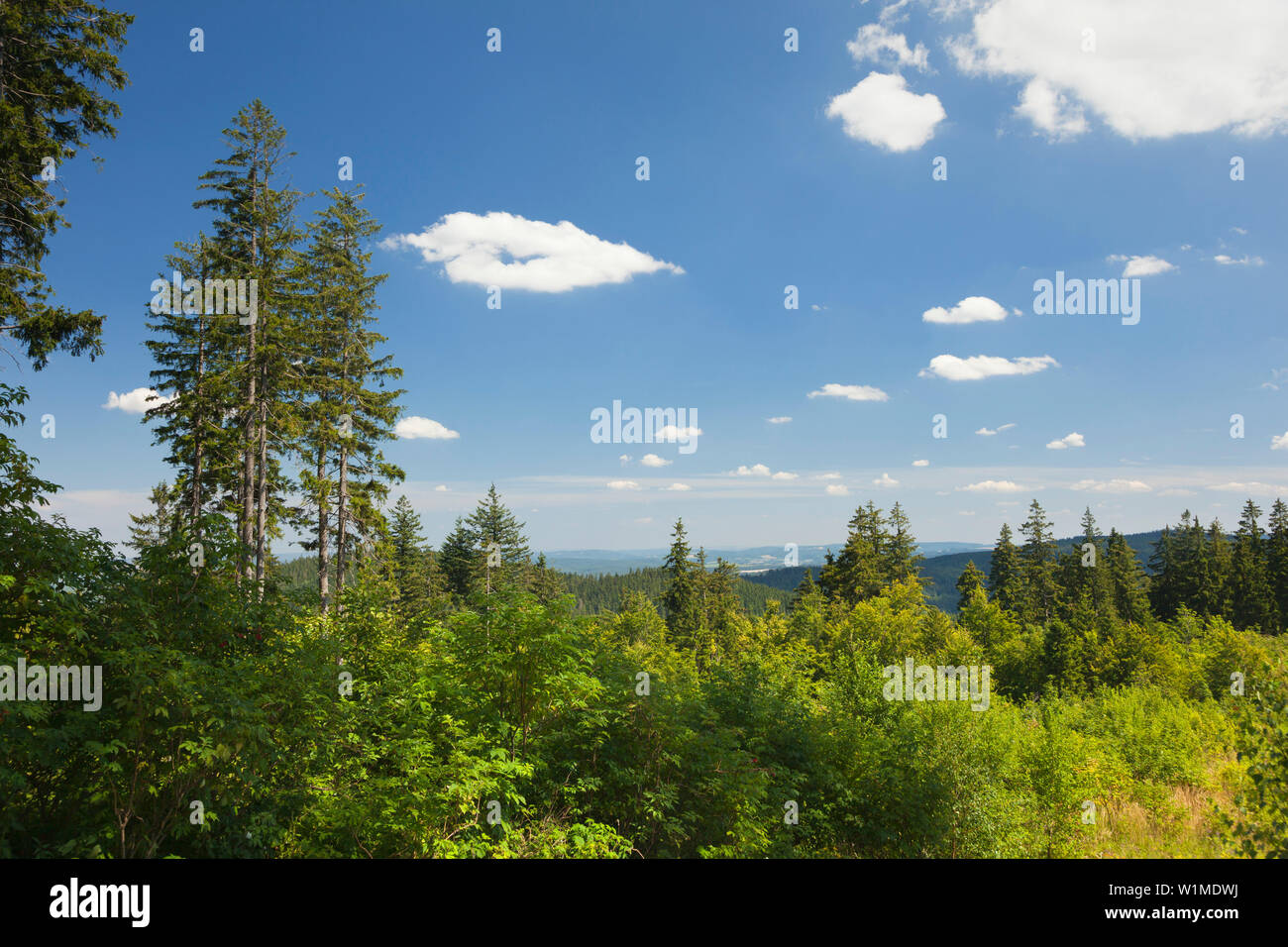 Goethe sentiero escursionistico a Kickelhahn hill, vicino a Ilmenau, parco naturale Thueringer Wald, Turingia, Germania Foto Stock