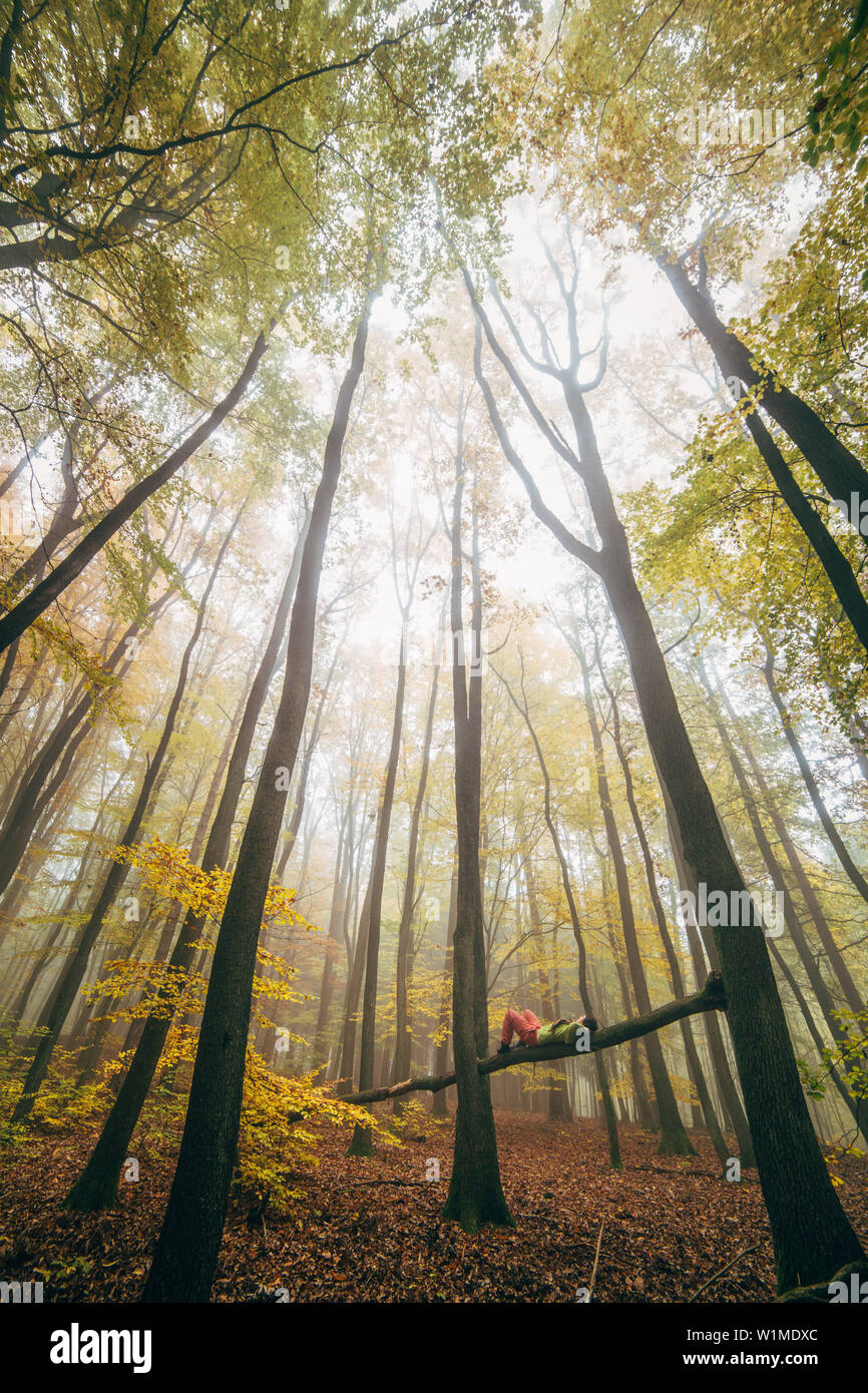 Godendo di autunno, rilassante nella Foresta del Palatinato, Foresta del Palatinato, Renania-Palatinato, Germania Foto Stock