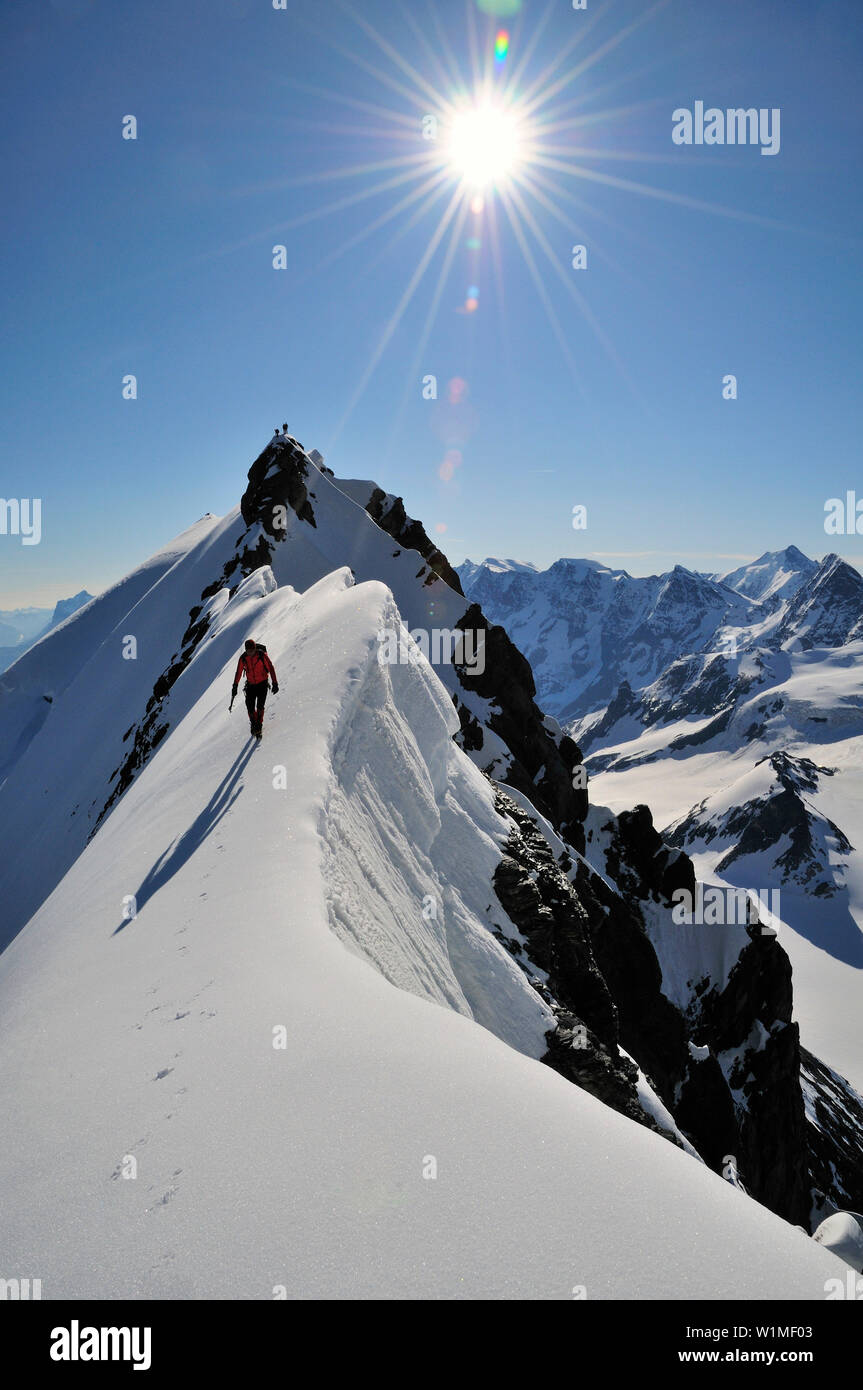 Alpinista sul crinale tra Morgenhorn und Wisse Frau, Blümlisalp 3661] (m), Alpi Bernesi, Svizzera Foto Stock