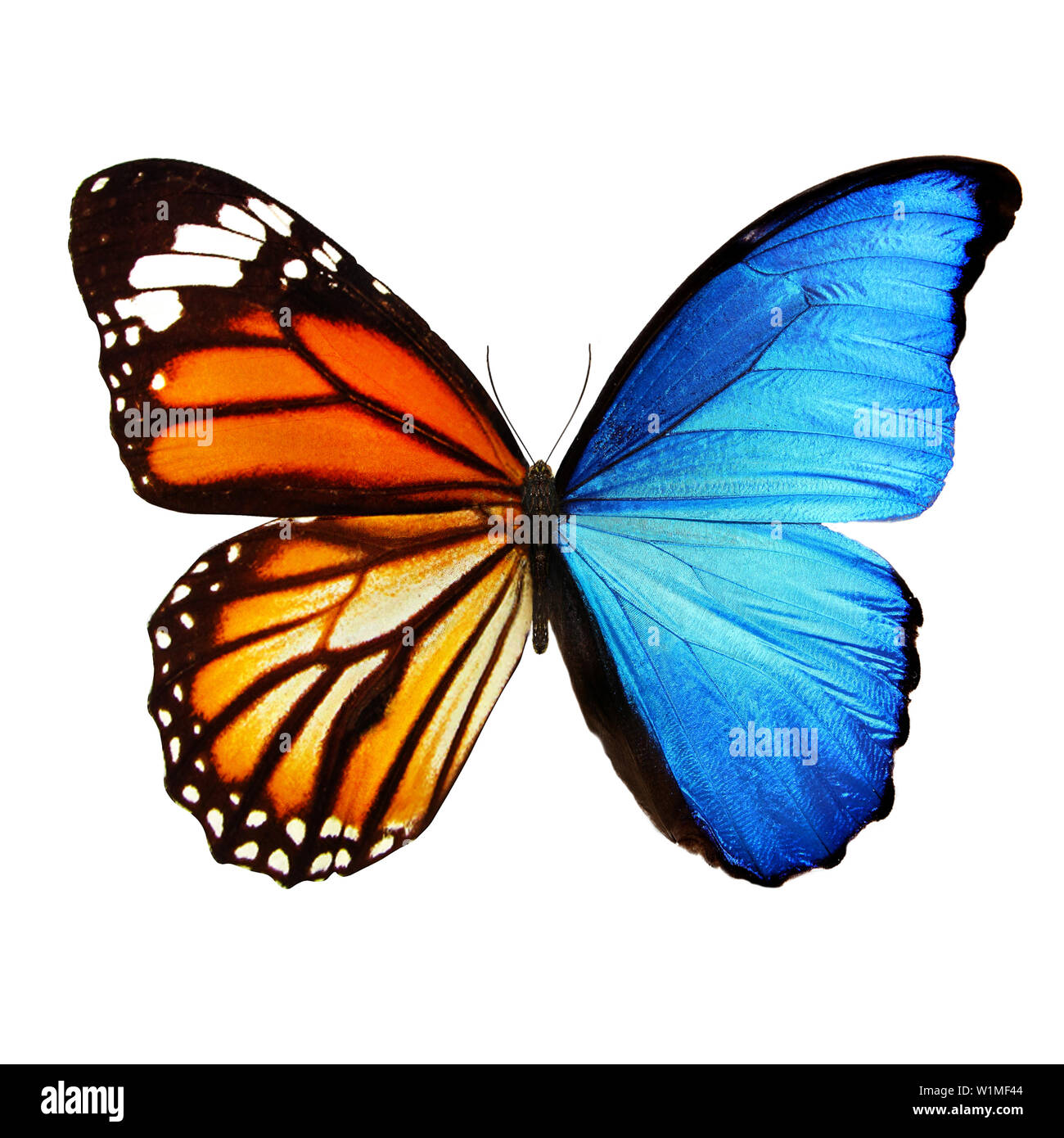 Blu e arancione farfalla isolati su sfondo bianco Foto Stock