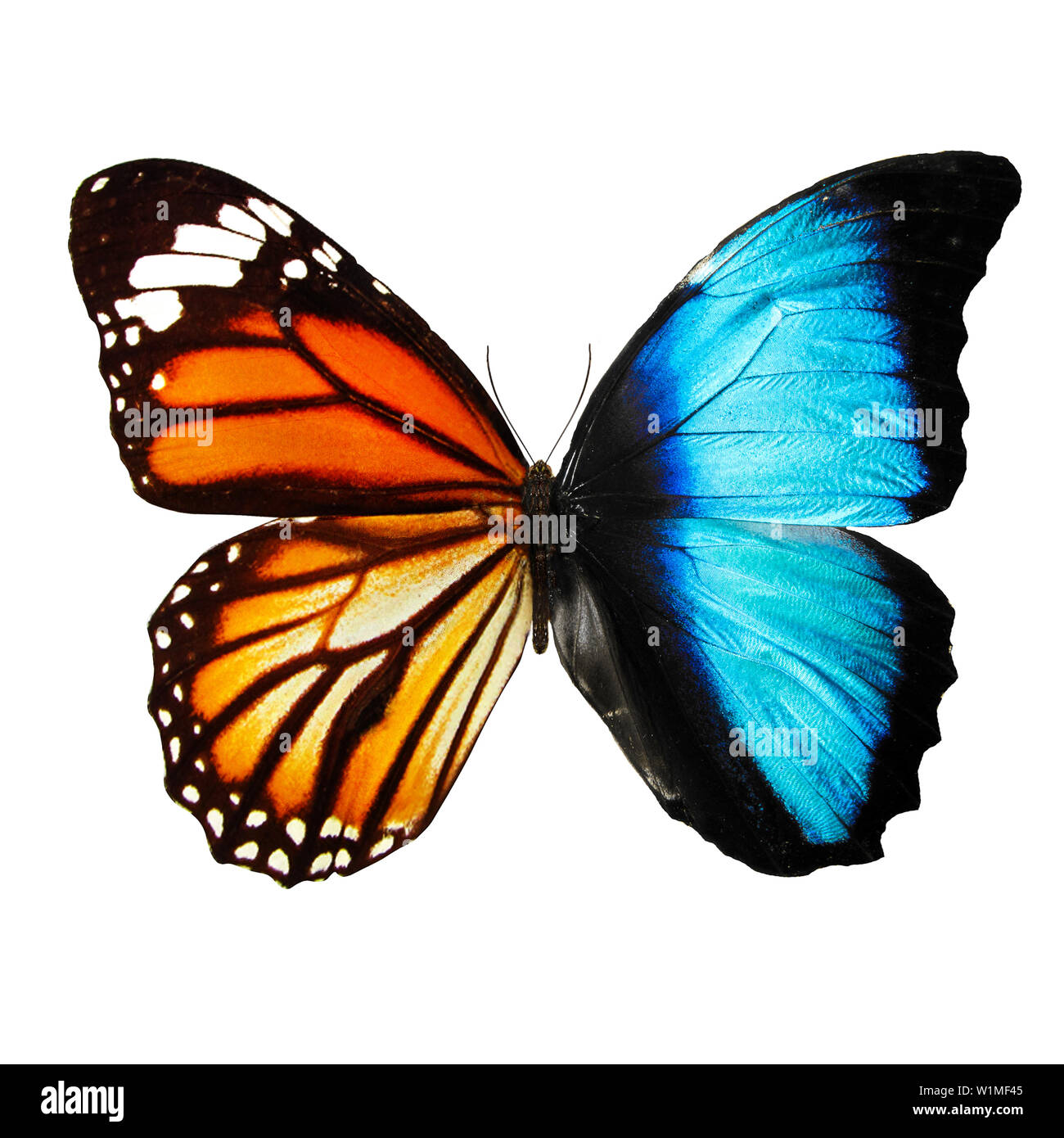 Blu e arancione farfalla isolati su sfondo bianco Foto Stock