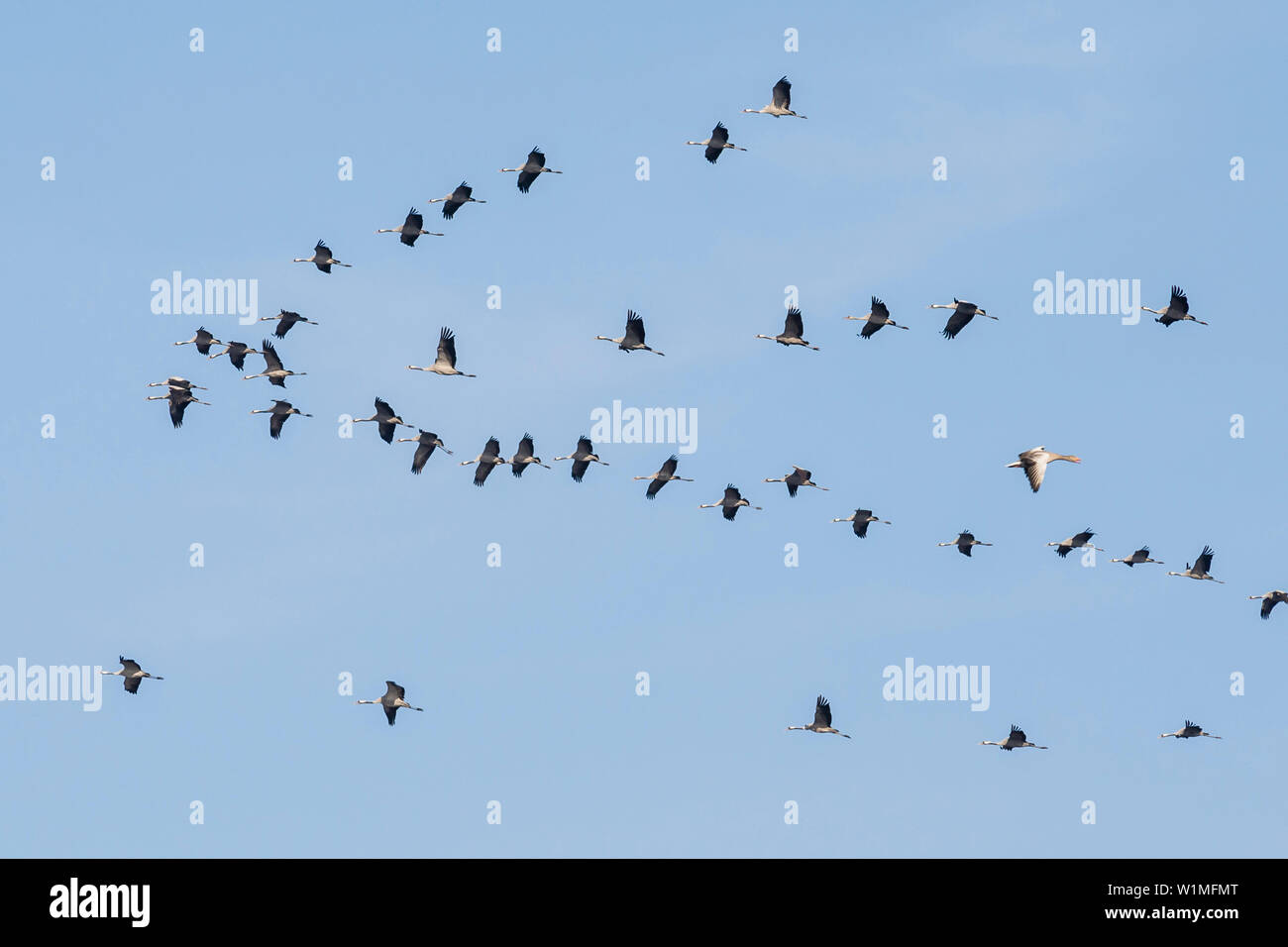 Gru grande gregge volare in formazione sotto il cielo blu. Un Grey Goose battenti in direzione opposta - Linum nel Brandeburgo, a nord di Berlino, Germania Foto Stock