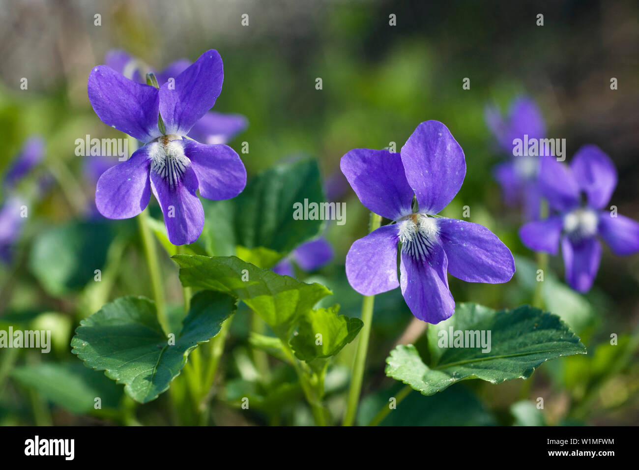 Violette nel bosco di latifoglie, Viola reichenbachiana, Baviera, Germania Foto Stock