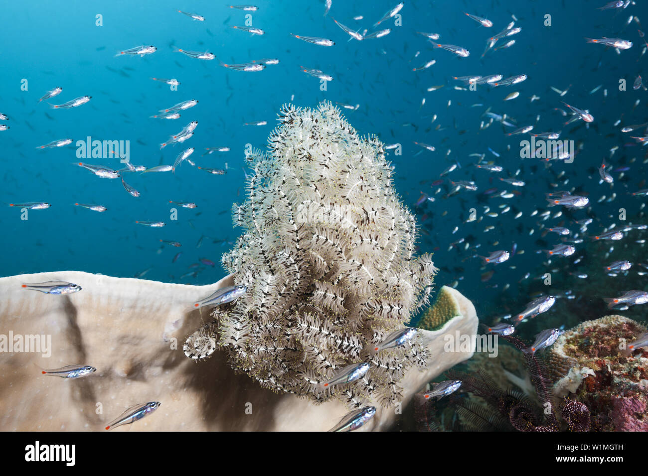 Macchia rossa Cardinalfish Featherstar circostante, Apogon parvulus, Triton Bay, Papua occidentale, in Indonesia Foto Stock