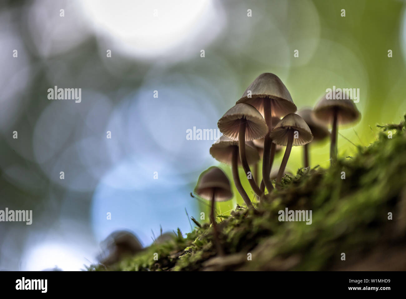 Un gruppo di piccoli funghi con lamelle su un tronco di un albero coperto di muschio. Bokeh di fondo e la luce riflessioni sullo sfondo, riserva della biosfera, Schlep Foto Stock