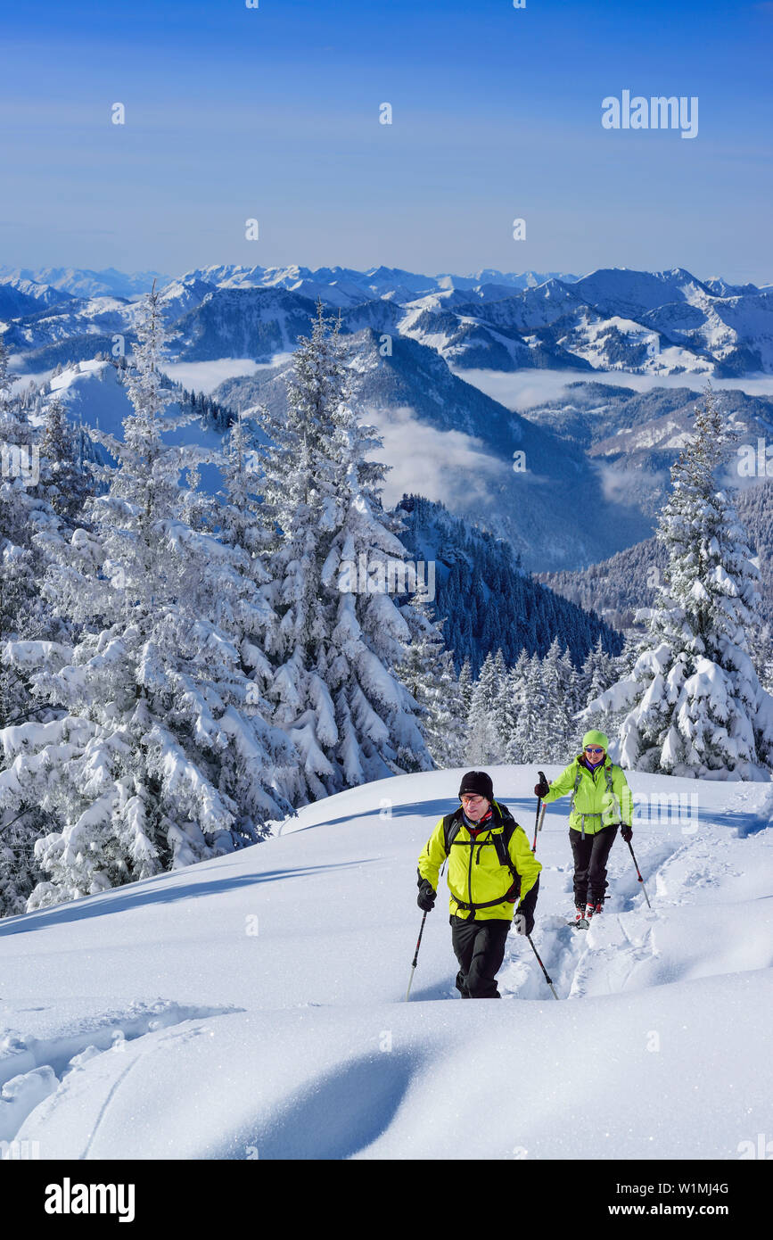 Due persone indietro-paese sci ascendente attraverso il bosco invernale verso Hochries, Mangfall gamma in background, Hochries, Samerberg, Chiemgau, gamma C Foto Stock