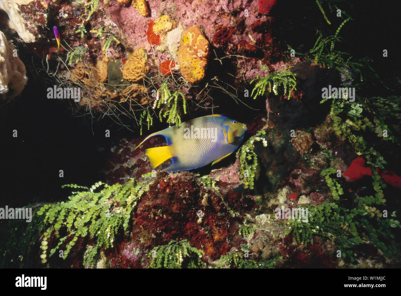 Kaiserfisch, Unterwasseraufnahme Karibik Foto Stock