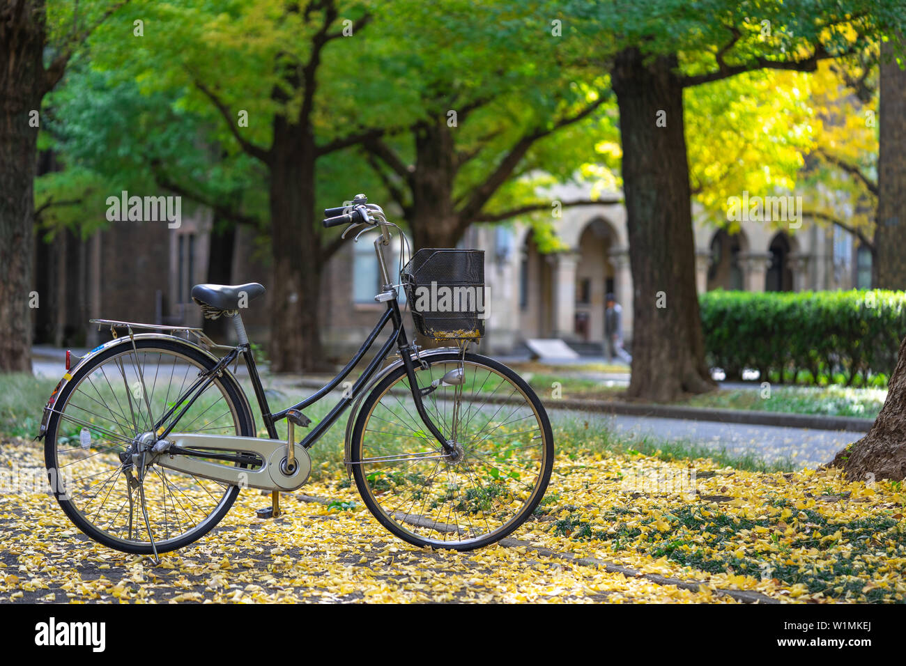 Noleggio parcheggiato nel parco, tra i campi di Ginkgo tree. Il Bam è piena di giardini. Bella per rilassarsi. Concetto di fitness fare una tinta vintage Foto Stock