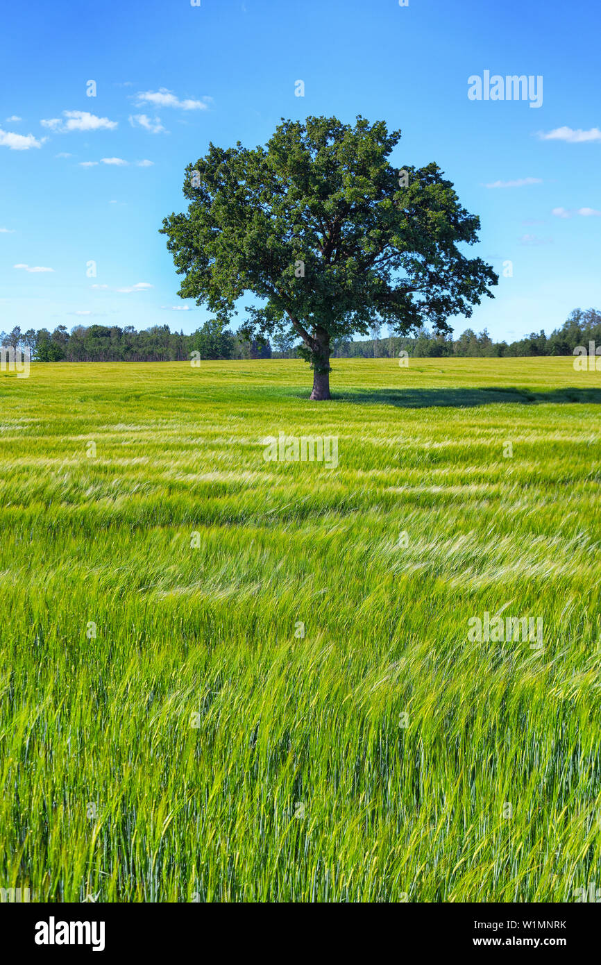 Albero di quercia sorge nel verde di un campo di giovani raccolti crescenti contro un cielo blu in estate Foto Stock