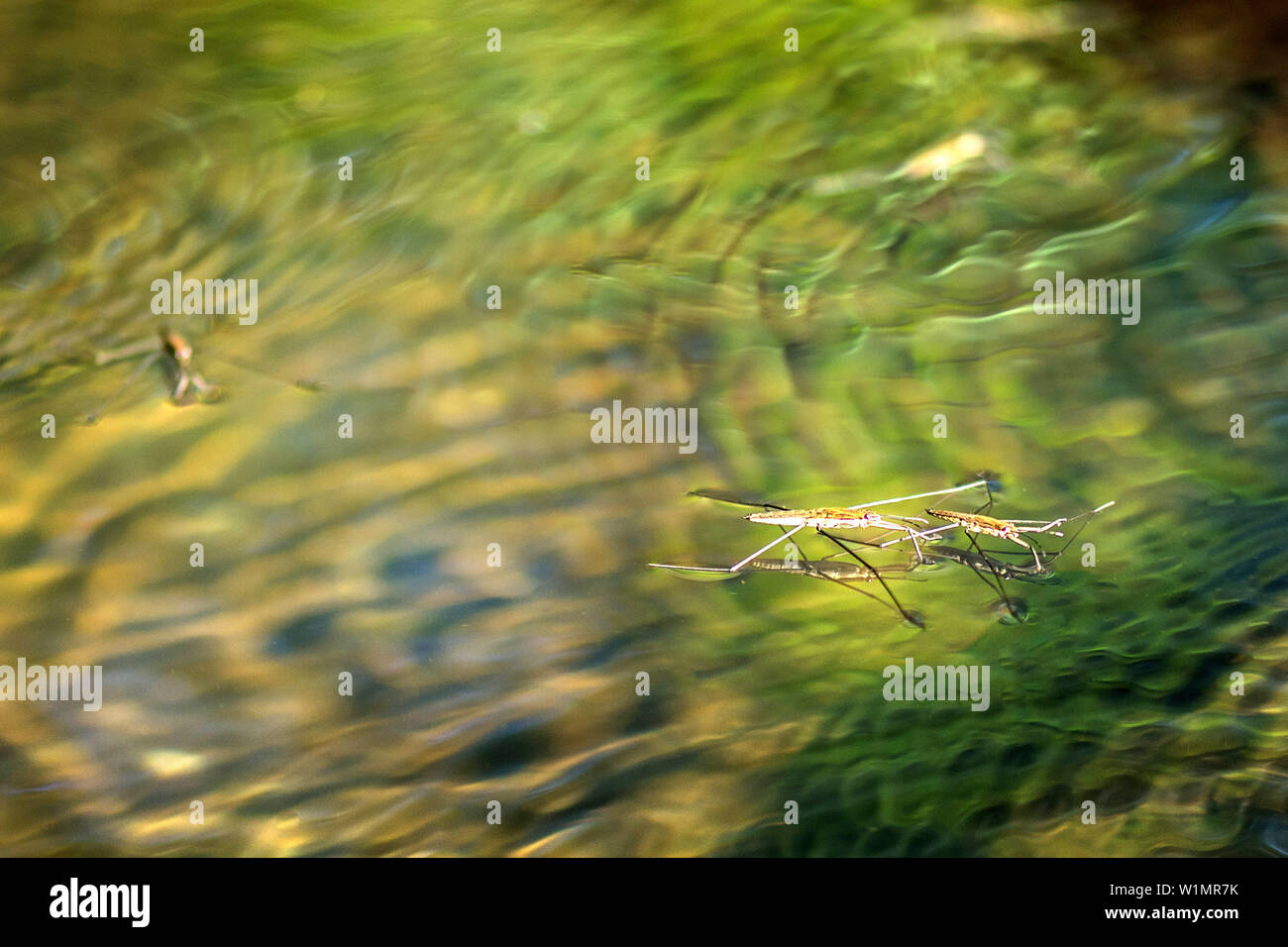Close-up di un strider di acqua sulla superficie dell'acqua, riserva della biosfera, Schlepzig, Brandeburgo, Germania Foto Stock