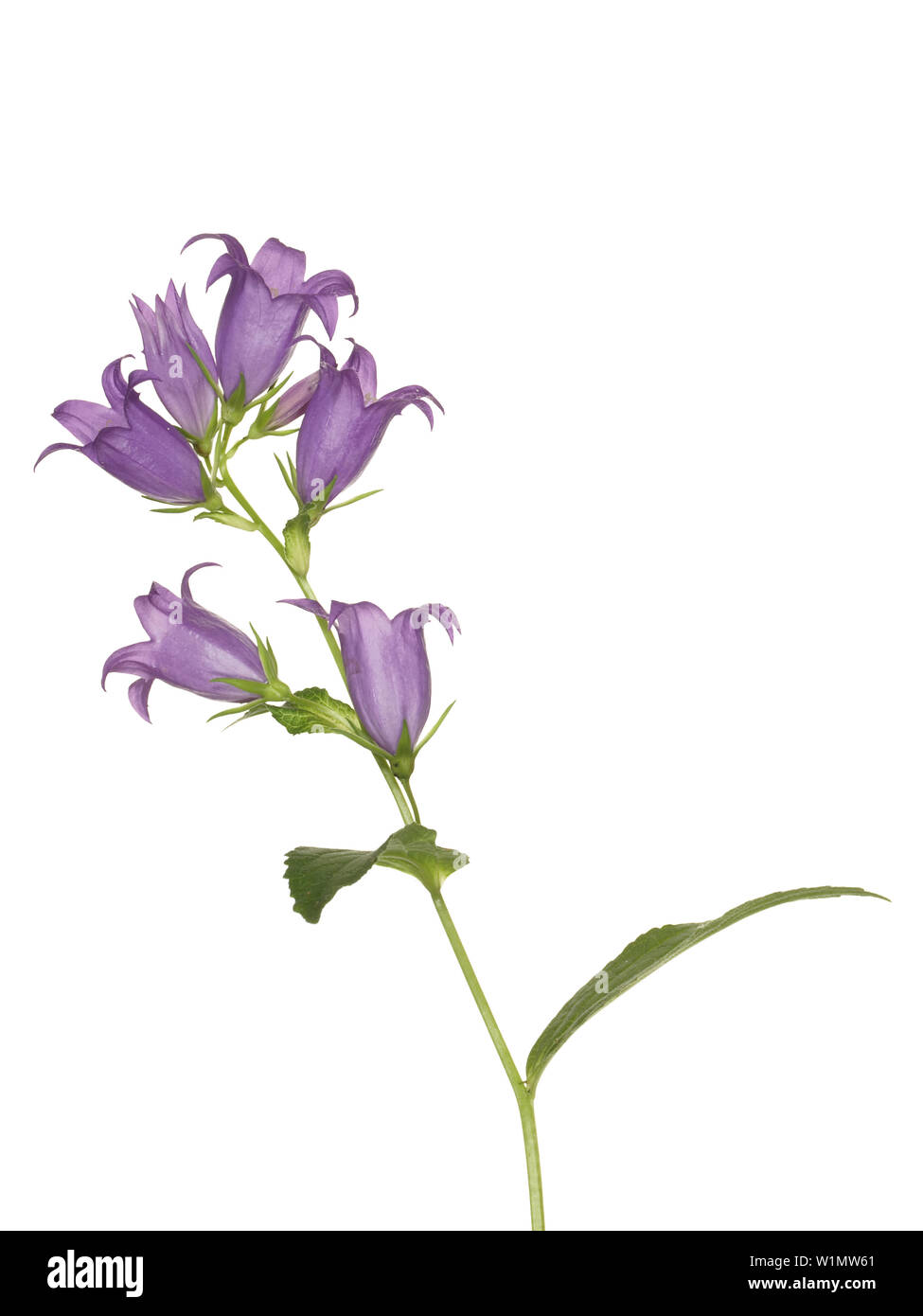 Bluebell flower, isolato su sfondo bianco Foto Stock