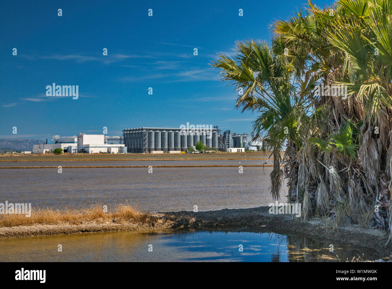 L'elevatore della granella e le palme in risaia per la coltivazione del riso nel delta del Rio Ebro, vicino a Deltebre, Catalogna, Spagna Foto Stock