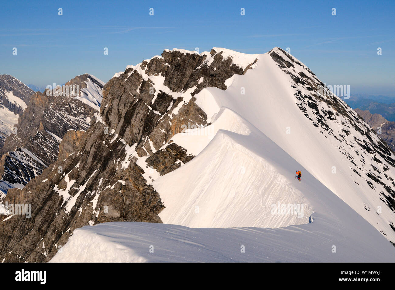 Alpinista sul crinale tra Morgenhorn und Wisse Frau, Blümlisalp 3661] (m), Alpi Bernesi, Svizzera Foto Stock