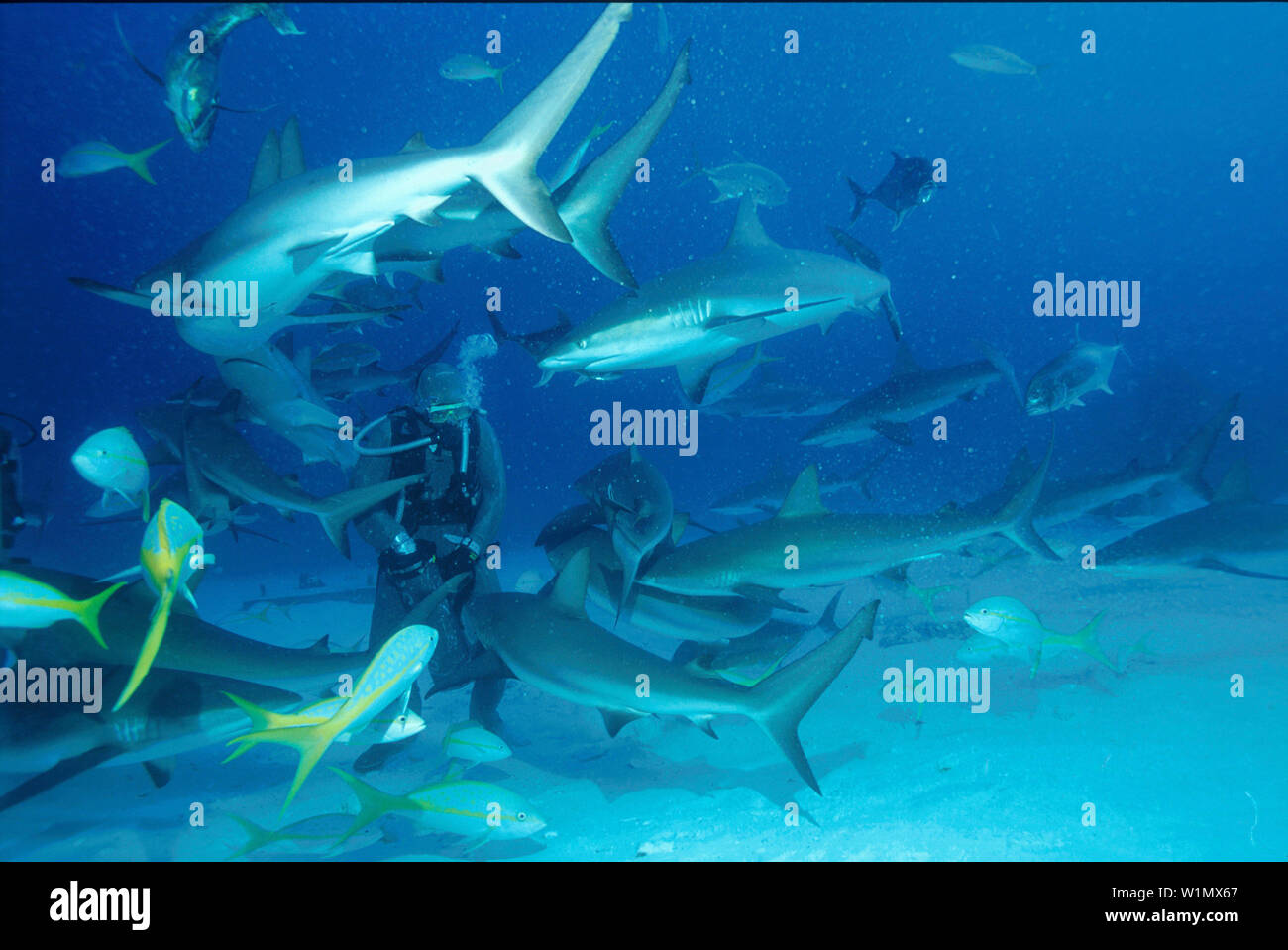 Haifuetterung unter Wasser, Grand Bahama Karibik Foto Stock