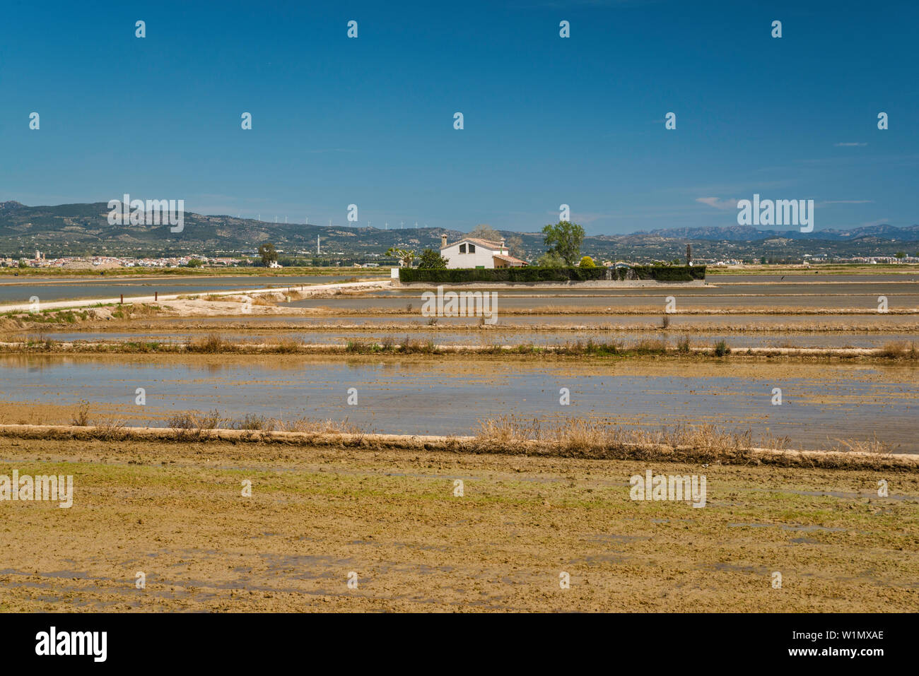 Campo di risone per la coltivazione del riso, casa residenziale in distanza, nel delta del Rio Ebro, vicino a Deltebre, Catalogna, Spagna Foto Stock