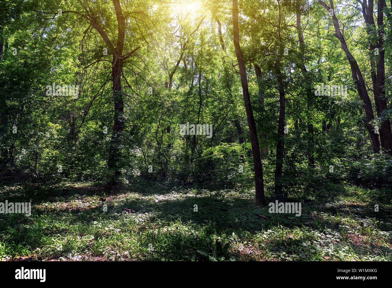 Piccola radura della foresta illuminata dal sole Foto Stock