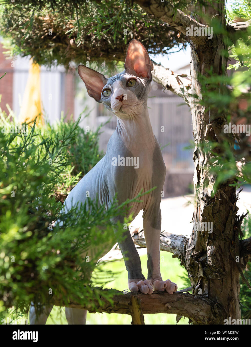 Ritratto di gatto sphinx senza peli in giardino. Foto Stock