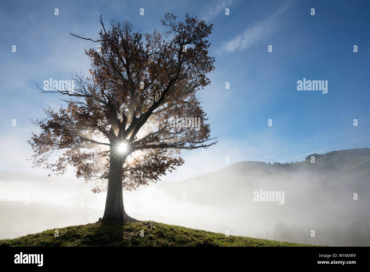 Albero di quercia e il sole e la nebbia di mattina nei pressi di Freiburg im Breisgau, Foresta Nera, Baden-Wuertemberg, Germania Foto Stock