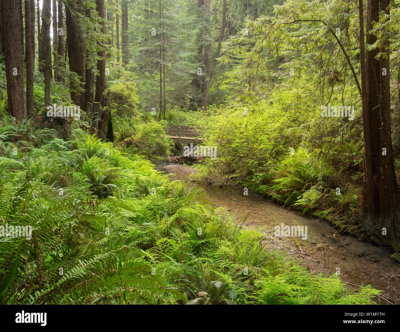 Redwood, Stochoff Creek, Stillwater Cove Parco Regionale, Sonoma Coast, California, Stati Uniti Foto Stock