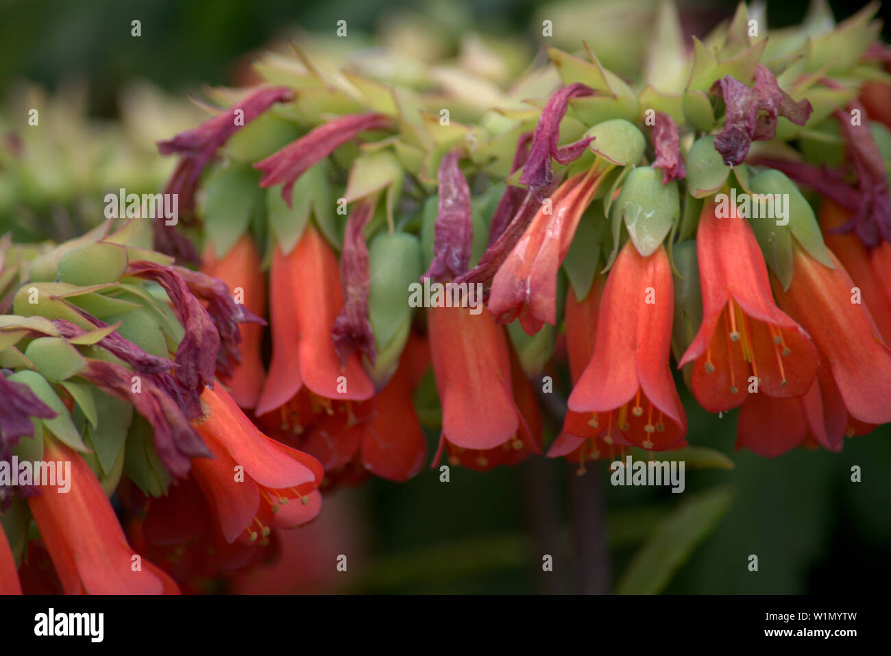 Rosso a forma di tromba fiori Foto Stock