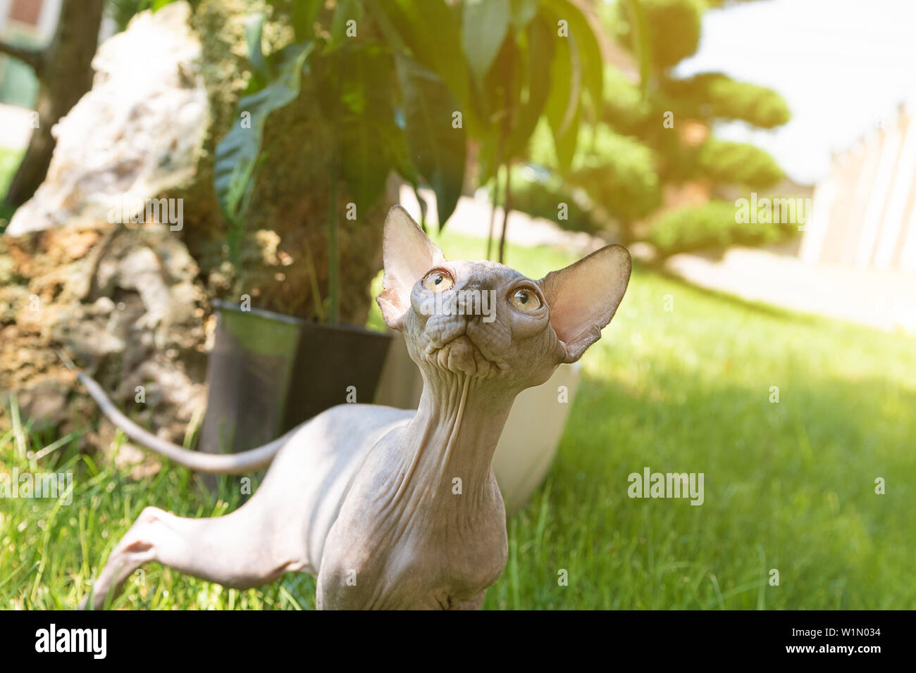Ritratto di gatto sphinx senza pelo a casa Foto Stock