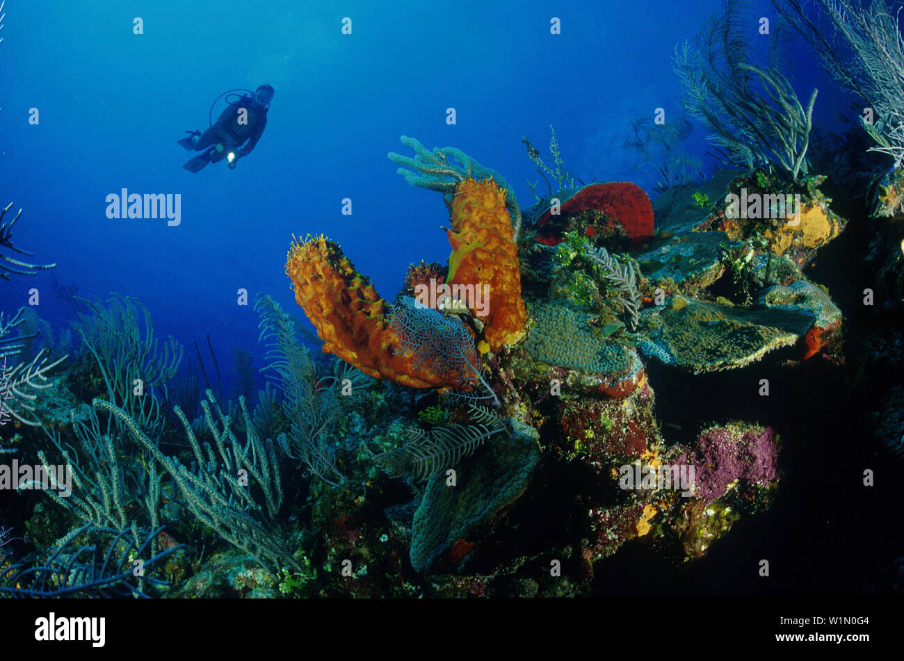 Korallenriff, Taucher Karibisches Meer Foto Stock