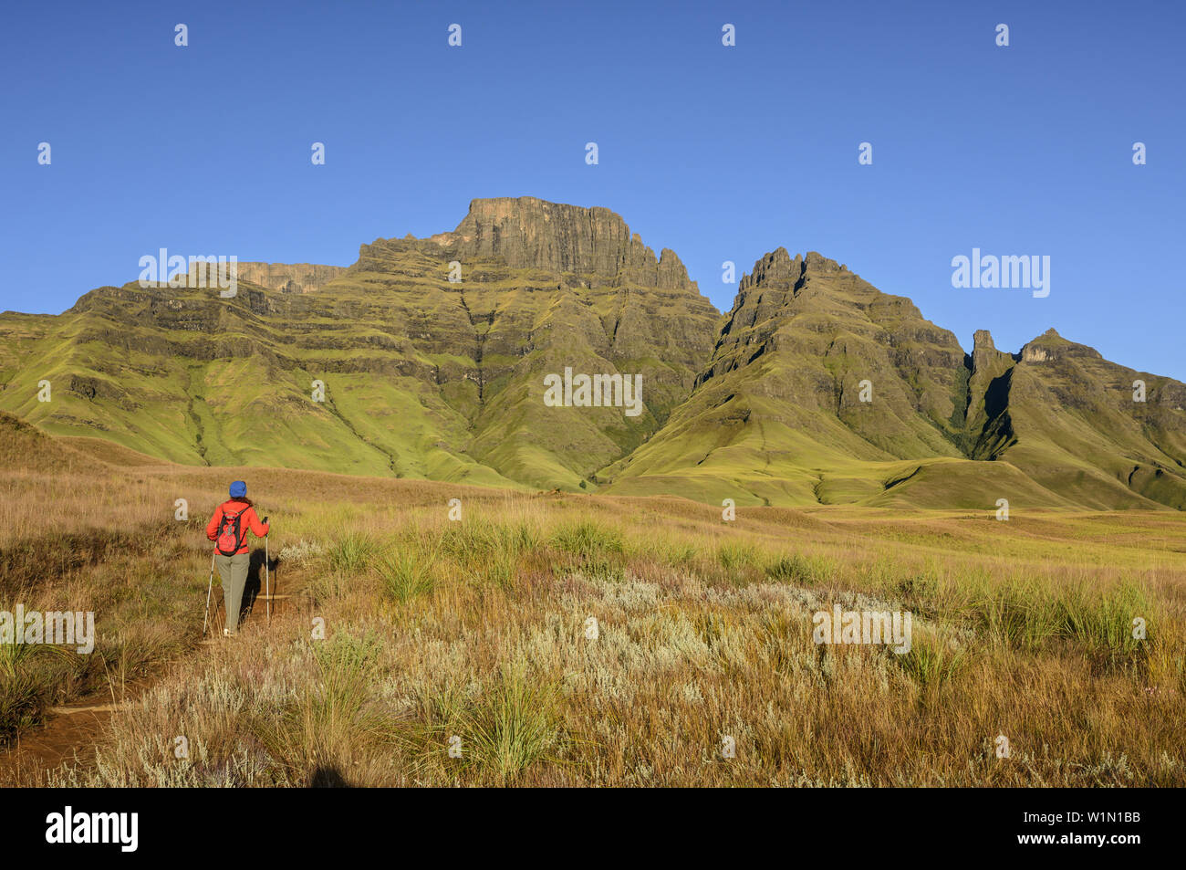 Donna escursioni a piedi verso il castello di Champagne, Cathkin Peak e Sterkhorn, lungo il percorso a curve, i monaci cruscotto, Mdedelelo Wilderness Area, Drakensberg, uKhahlamba-Draken Foto Stock