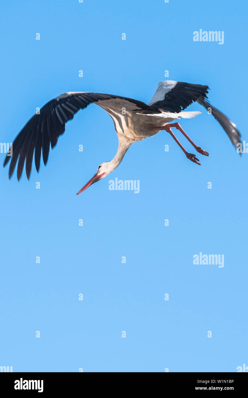 Cicogna bianca studio di volo, cicogna bianca in volo, Stork village Linum, Brandeburgo, Germania Foto Stock Cicogna bianca studio di volo, cicogna bianca in volo, Stork village Linum, Brandeburgo, Germania Foto Stock