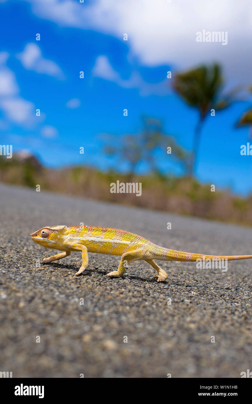 Chameleon attraversando la strada, Madagascar Foto Stock