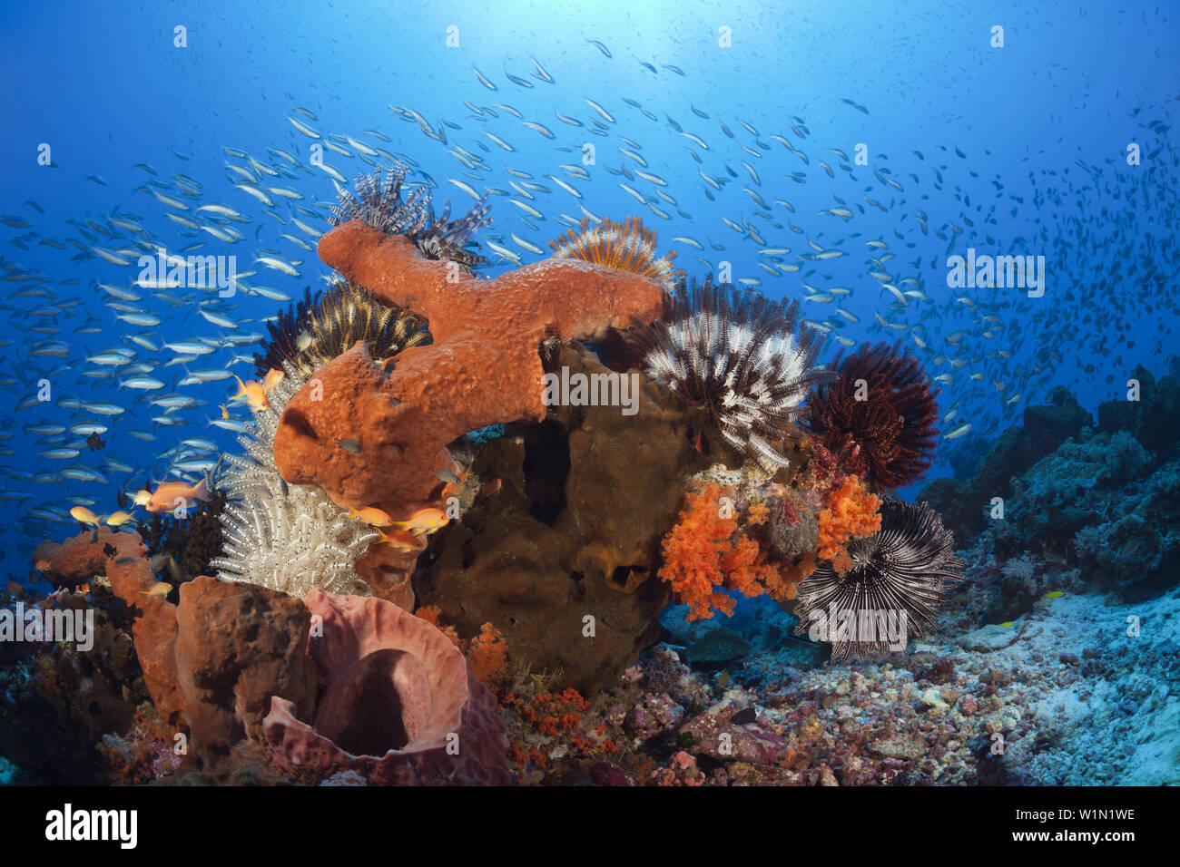 Colonia di varie spugne, Kai, ISOLE MOLUCCHE, INDONESIA Foto Stock