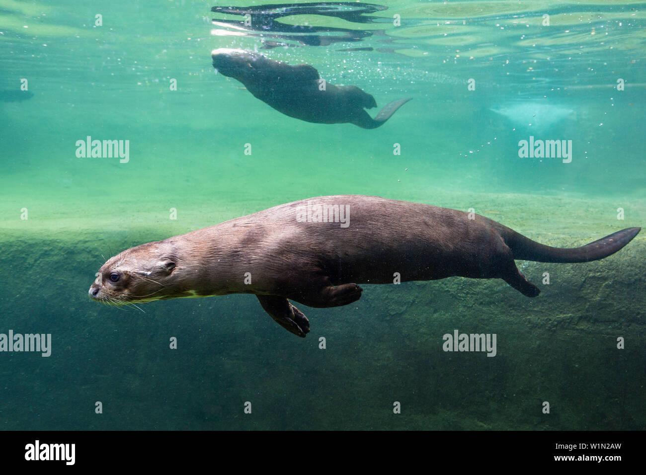 Lontra Gigante, Pteronura brasiliensis, Lago Sandoval, Tambopata Reservat, Perù, Sud America Foto Stock