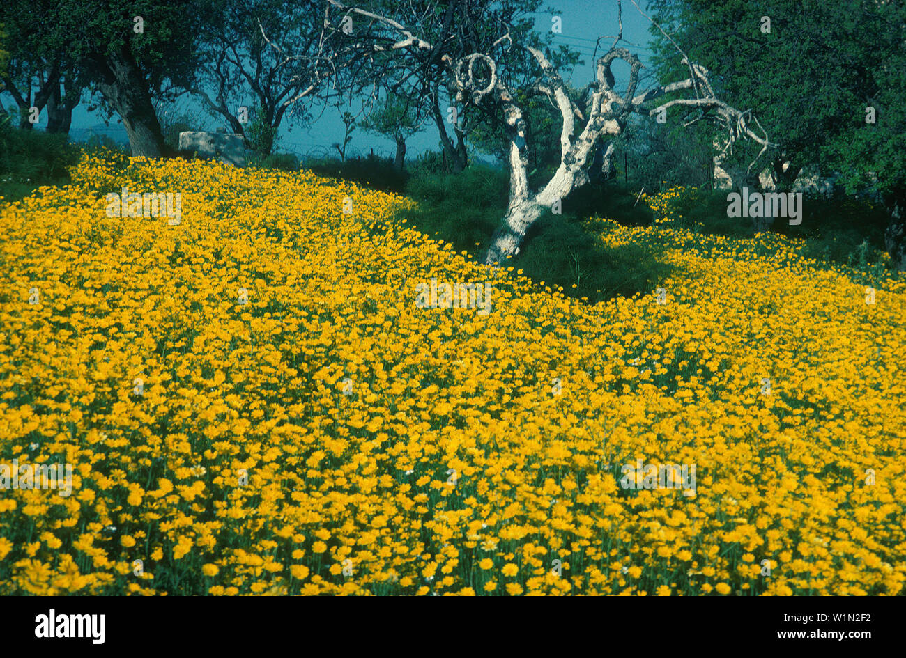 Fruehlingslandschaft bei Kato, Lefkara Zypern Foto Stock