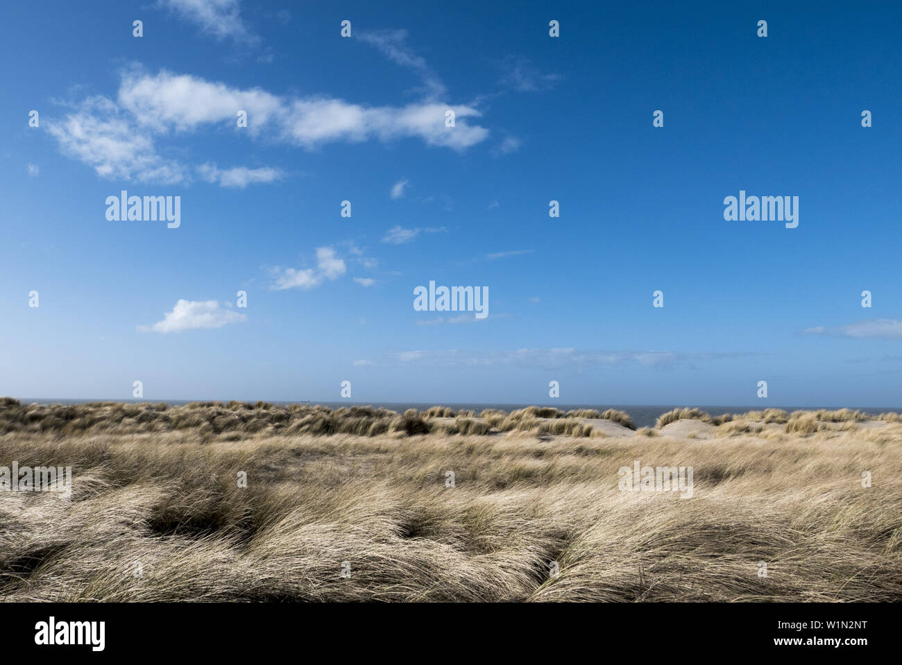 Dune, Domburg, costa del Mare del Nord, Zeeland, Paesi Bassi Foto Stock