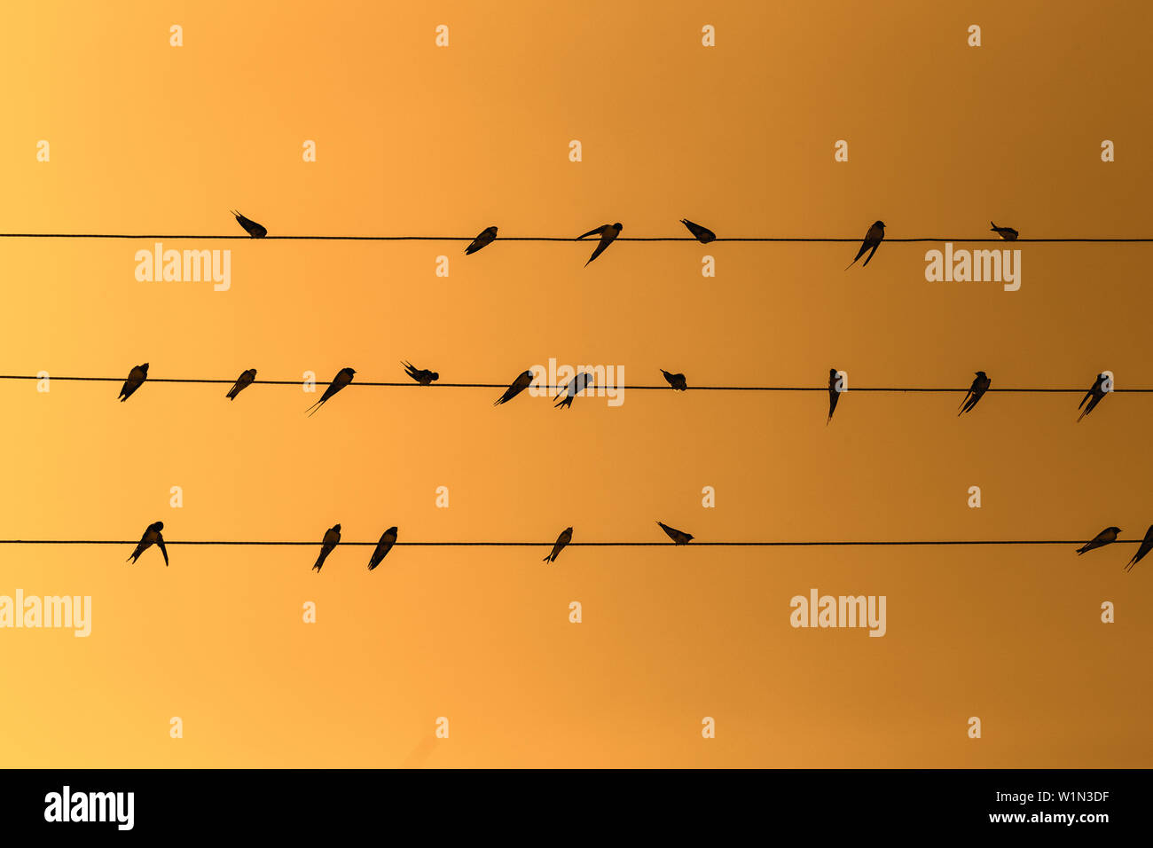 Rondini sul filo elettrico. Foto Stock