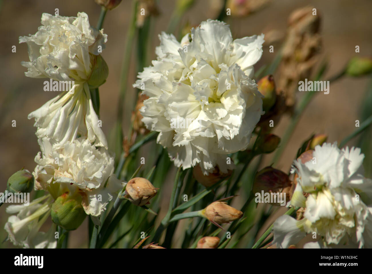 Bianco di fiori di garofano Foto Stock