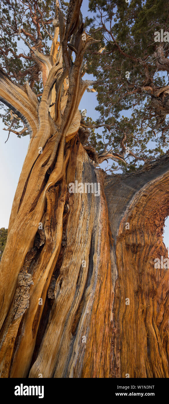 A lungo vissuto, Pino (Pinus longaeva), Sierra Nevada, in California, Stati Uniti d'America Foto Stock