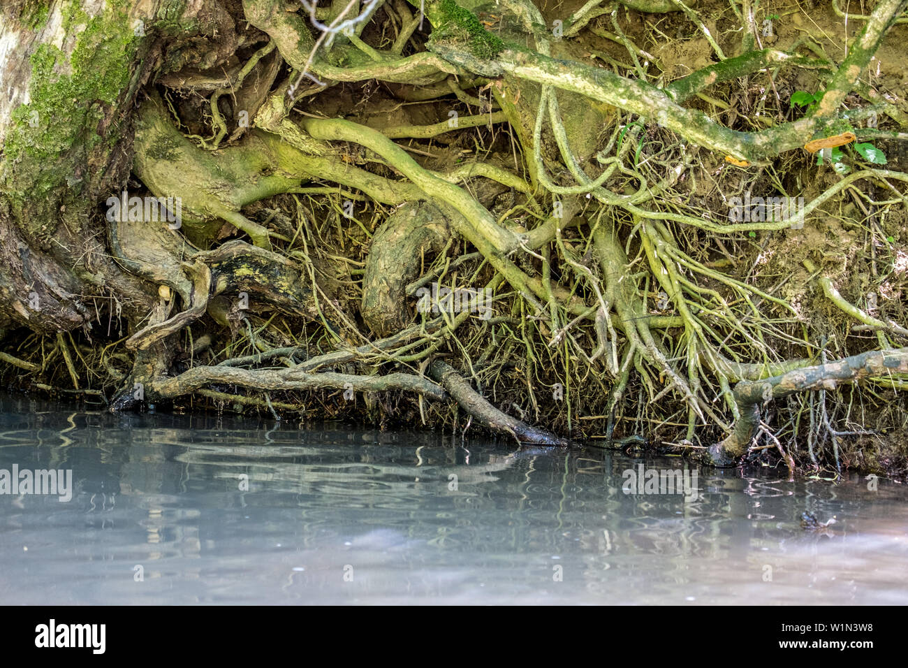 BAUMWURZELN . Radici di albero Foto Stock