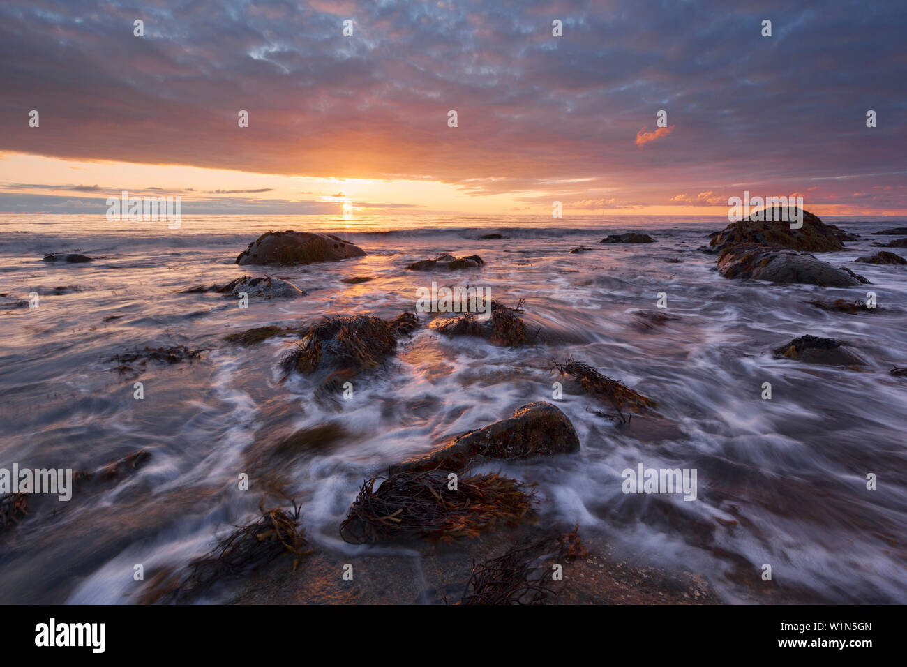 Tramonto sulla spiaggia di Eggum, Tang e ciottoli in primo piano, Vestvågøy, Lofoten, Norvegia e Scandinavia Foto Stock