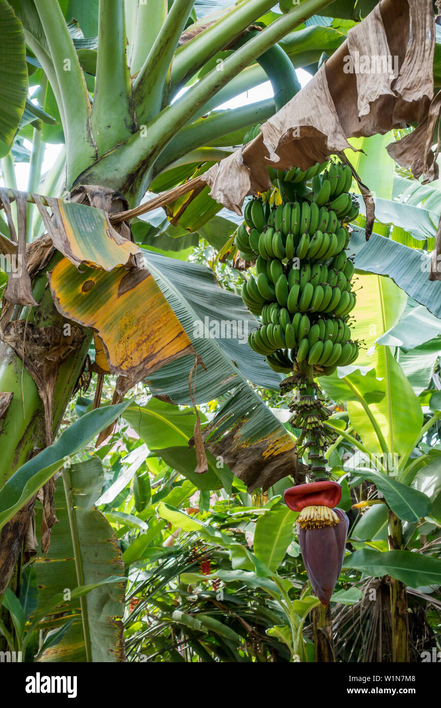 Banane, Musa spec., Perù Foto Stock