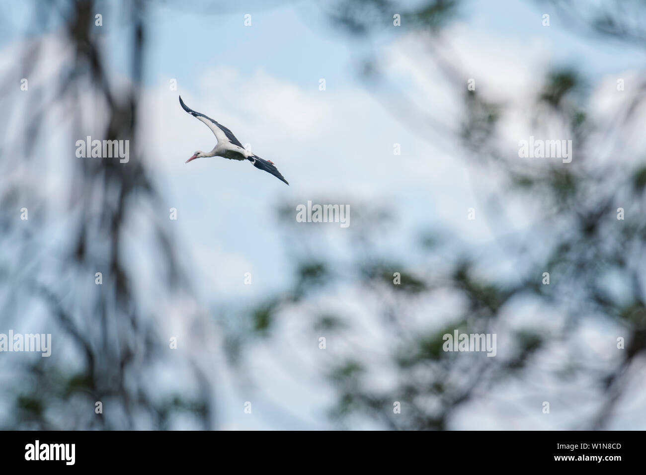 Cicogna bianca studio di volo, cicogna bianca in volo, Linum, Brandeburgo, Germania Foto Stock Cicogna bianca studio di volo, cicogna bianca in volo, Linum, Brandeburgo, Germania Foto Stock