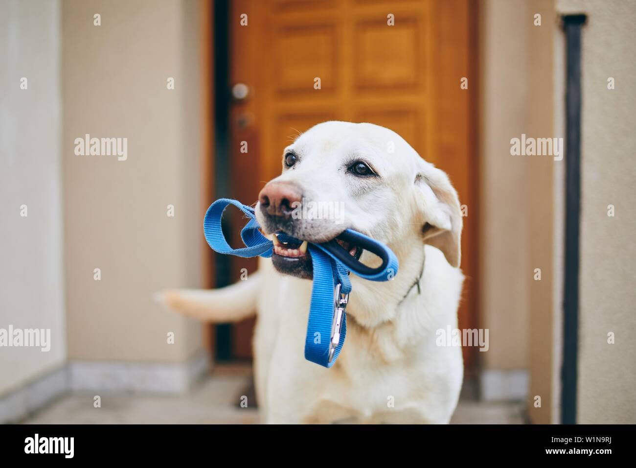 In attesa del cane per camminare. Il Labrador retriever in piedi con guinzaglio in bocca contro la porta di casa. Foto Stock