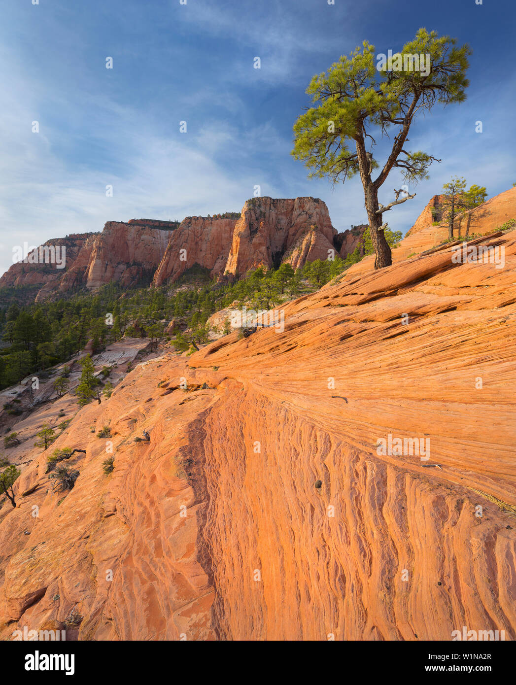 Gesteinsformationen am Kolob inferiore altopiano, Kiefer, Parco Nazionale Zion, Utah, Stati Uniti d'America Foto Stock