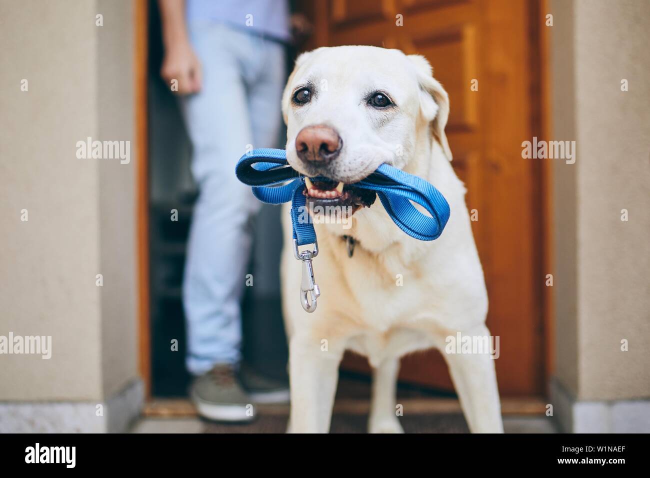 In attesa del cane per camminare con il suo proprietario. Il Labrador retriever in piedi con guinzaglio in bocca contro la porta di casa. Foto Stock